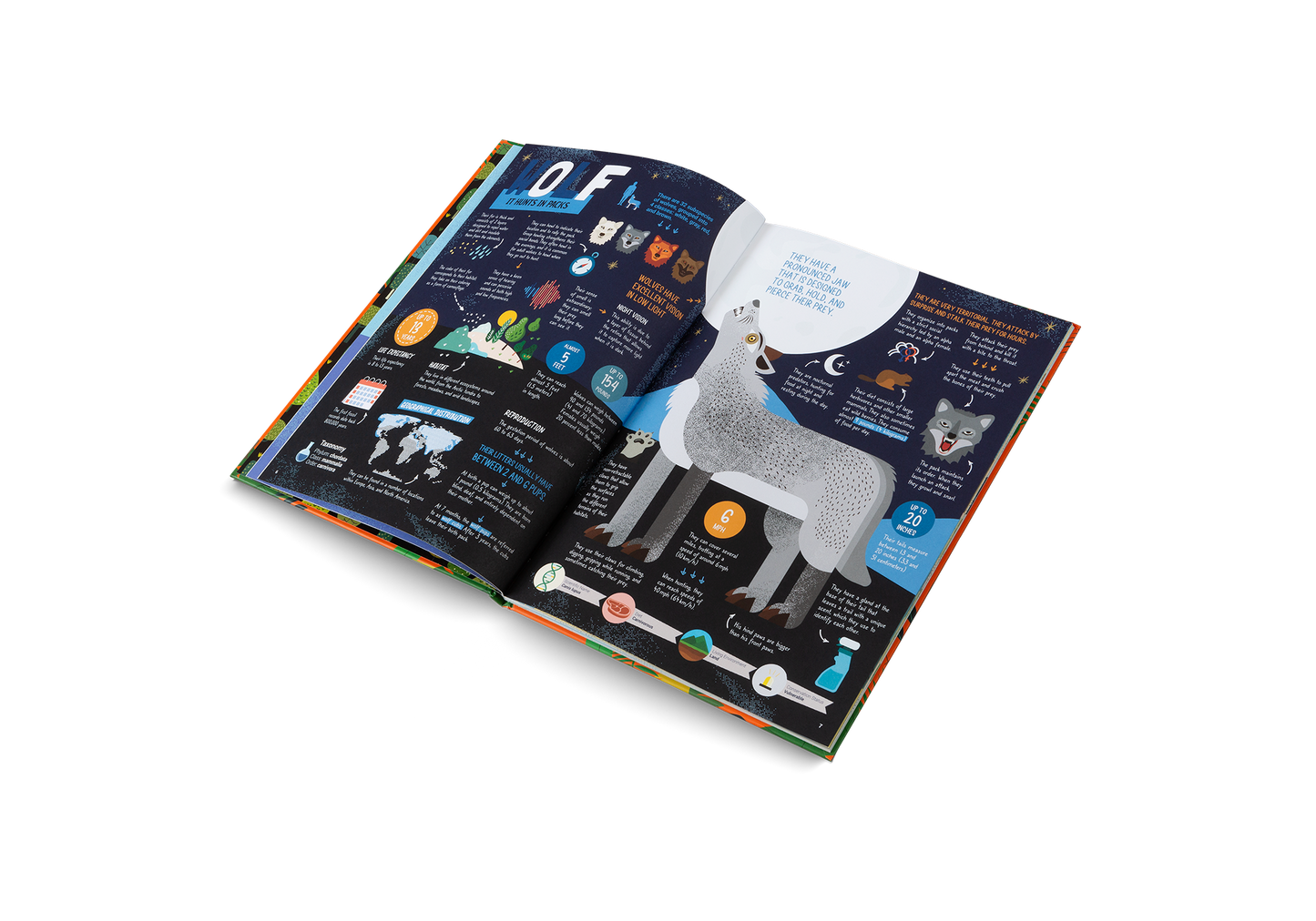 The Hunters – Predators of the Animal Kingdom