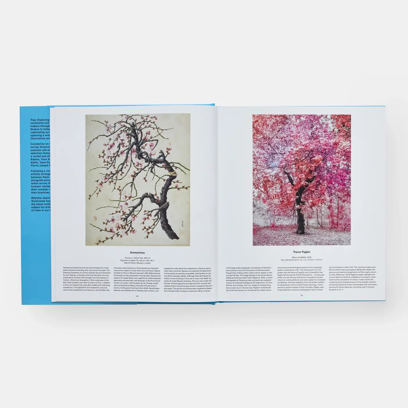 Tree: Exploring The Arboreal World