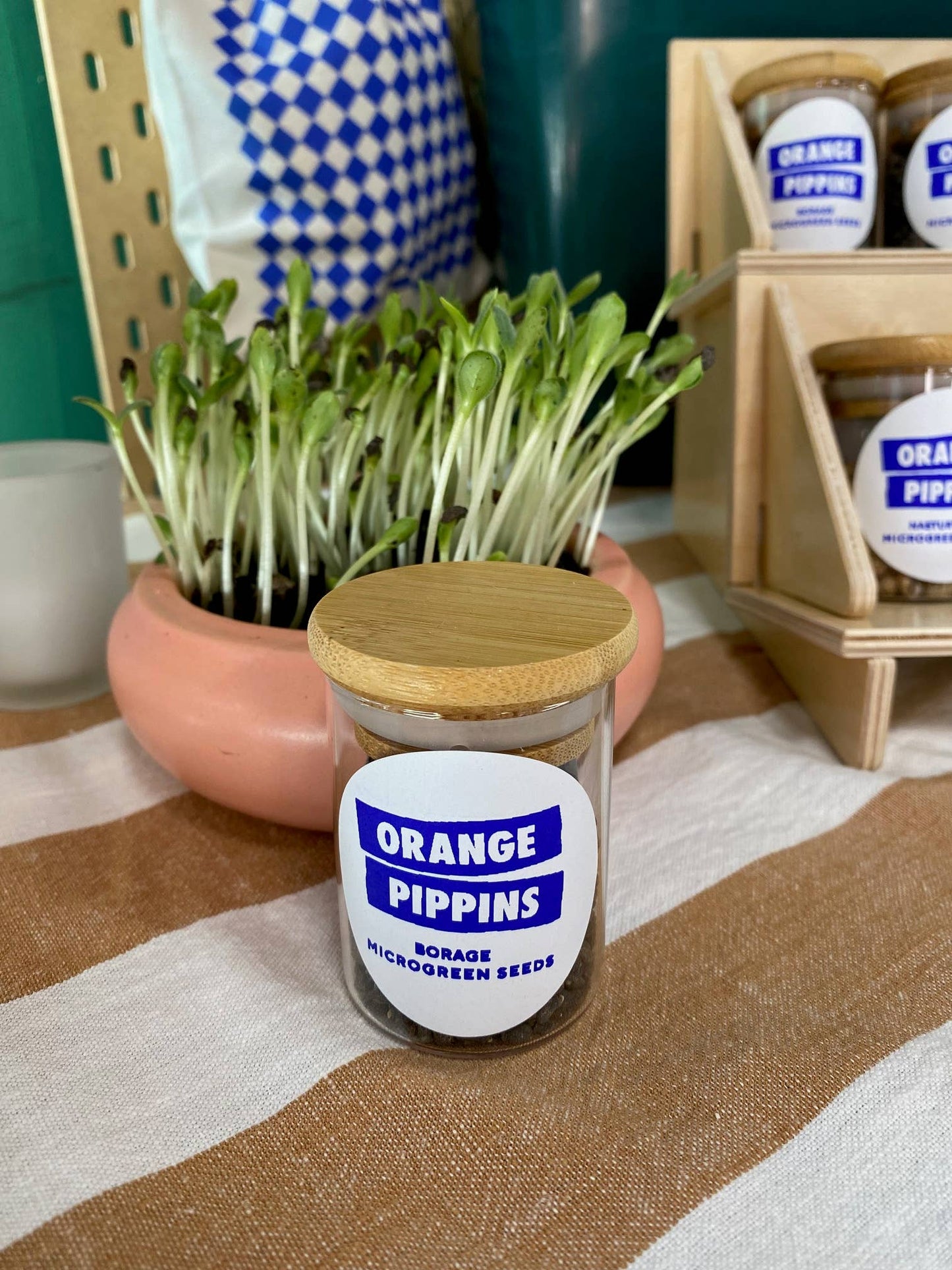 Borage Seeds Microgreen Jar