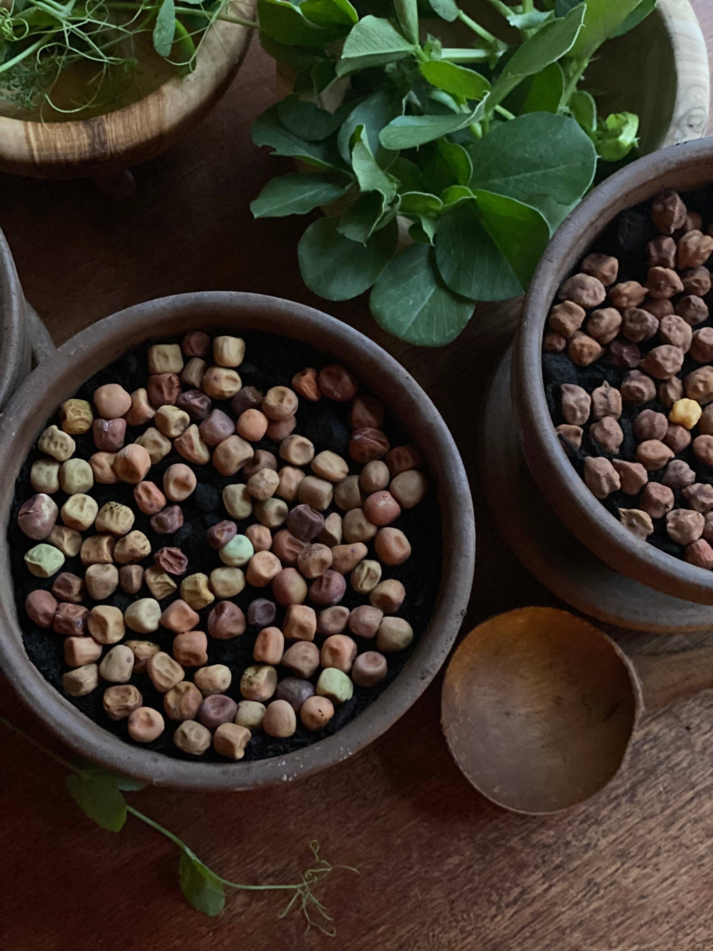 Windowsill Shoot Seeds in Bag: Tendril Peas