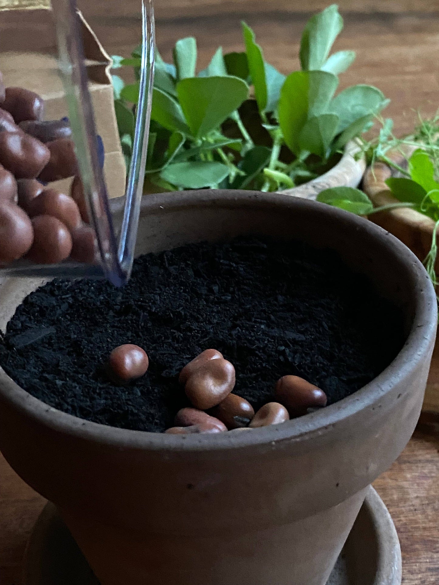 Windowsill Shoot Seeds in Bag: Fava