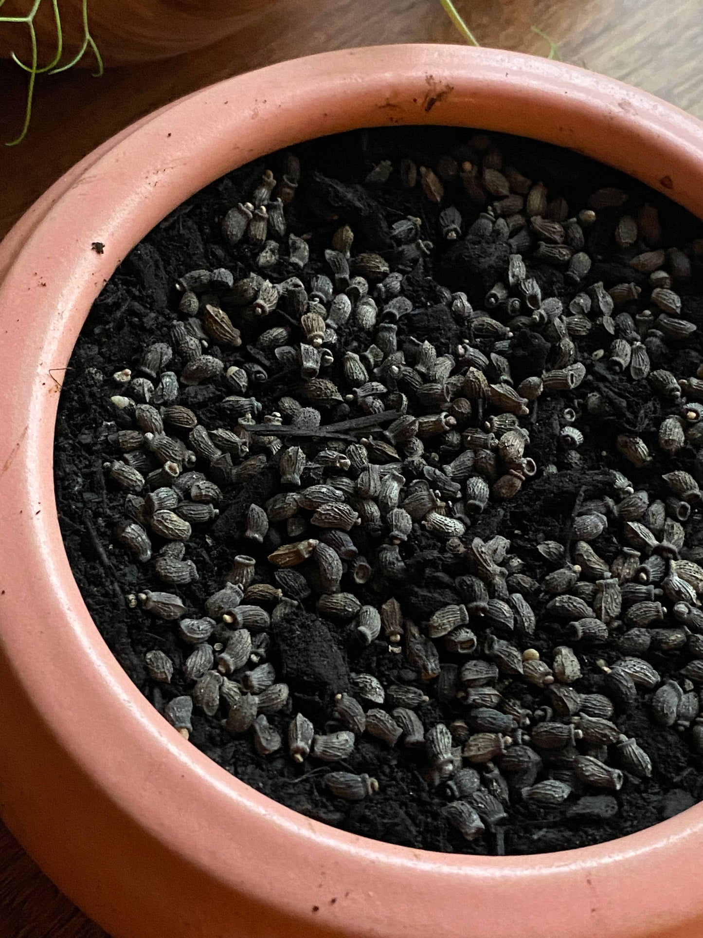 Borage Seeds Microgreen Jar