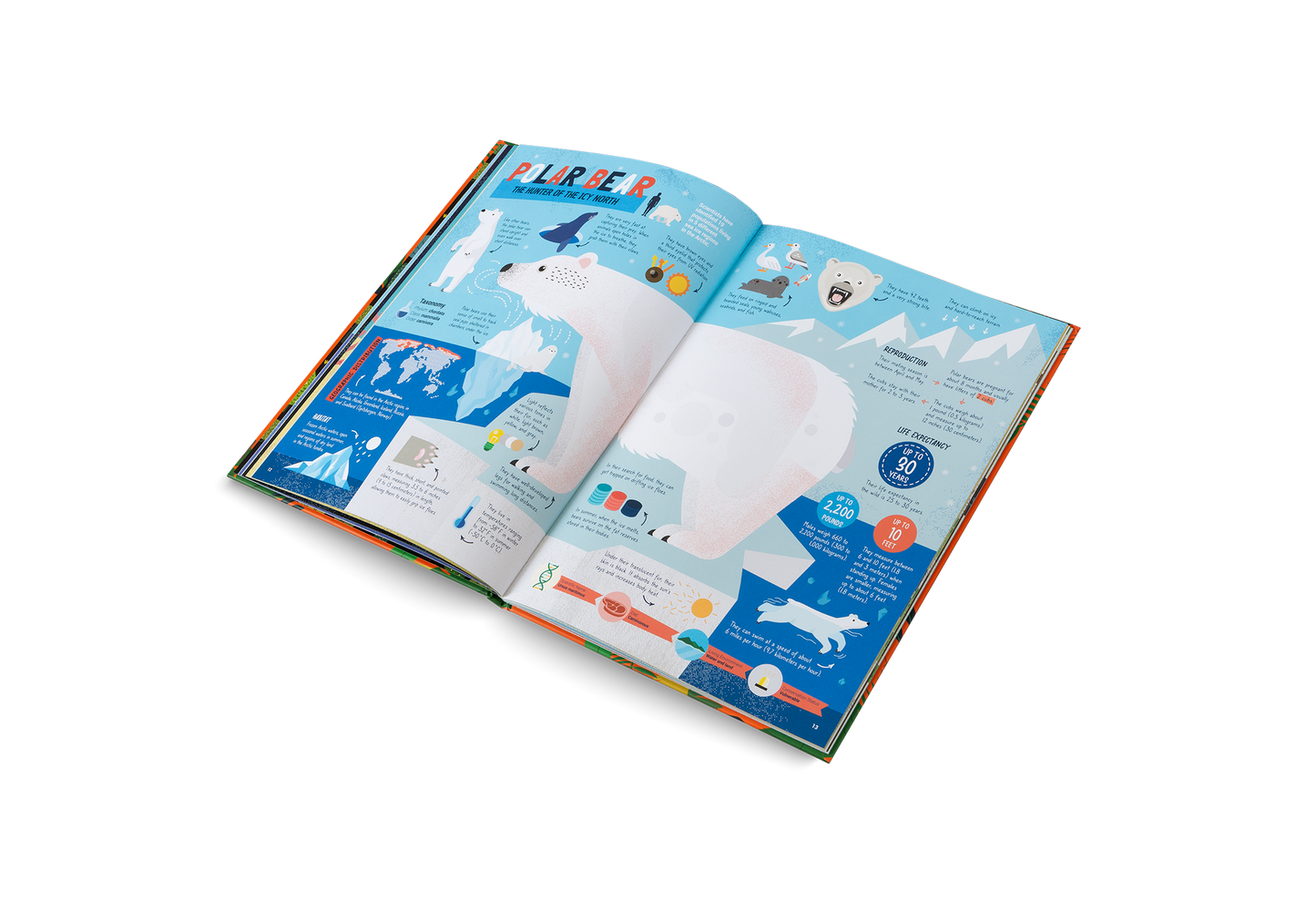 The Hunters – Predators of the Animal Kingdom