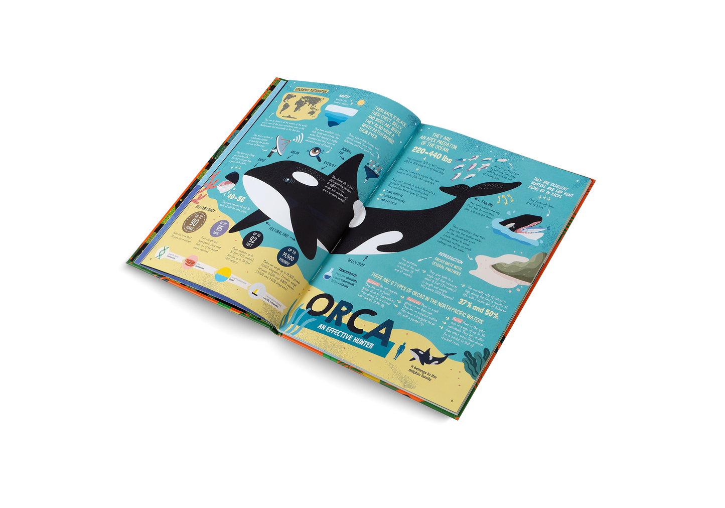 The Hunters – Predators of the Animal Kingdom