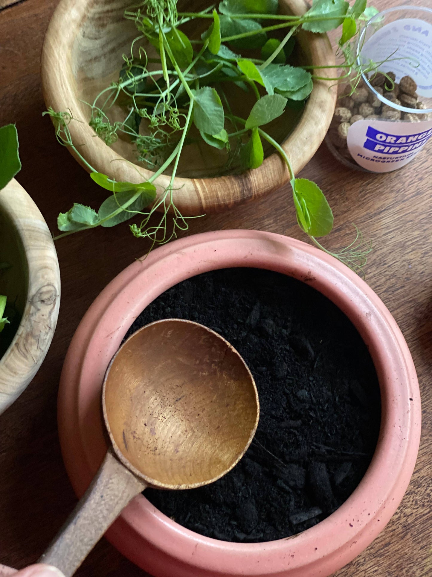 Nasturtium Seeds Microgreen Jar