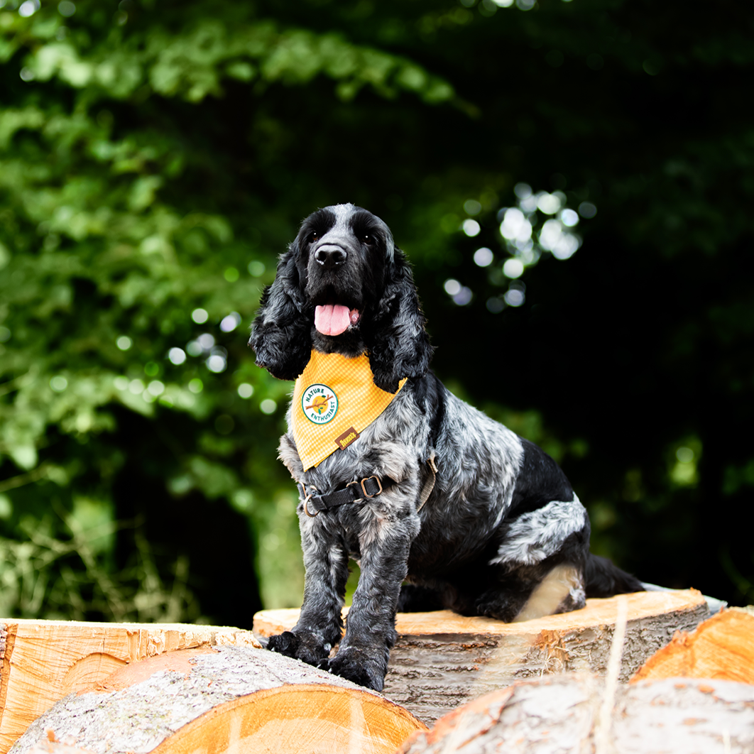 Nature Enthusiast Iron-On Patch for Dogs