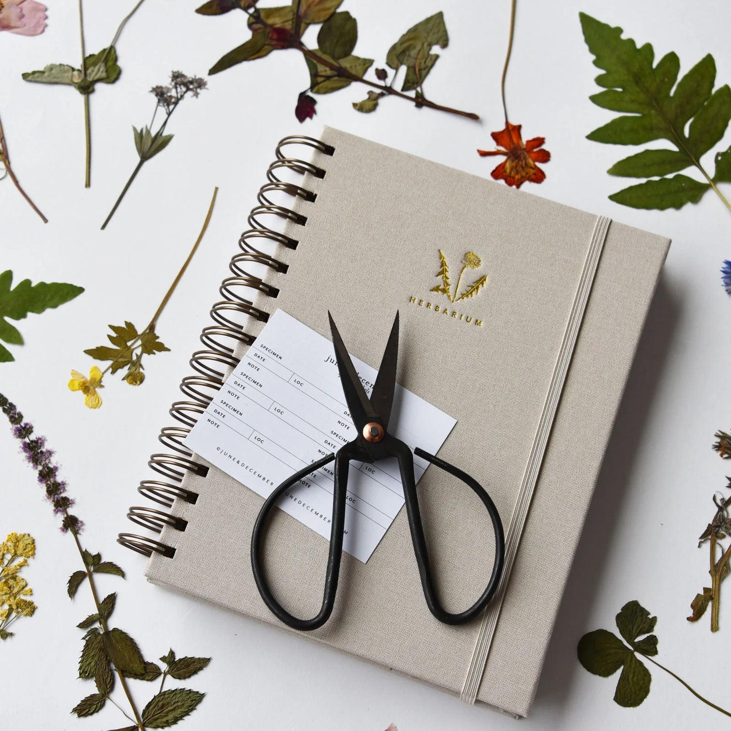 Dandelion Herbarium Journal