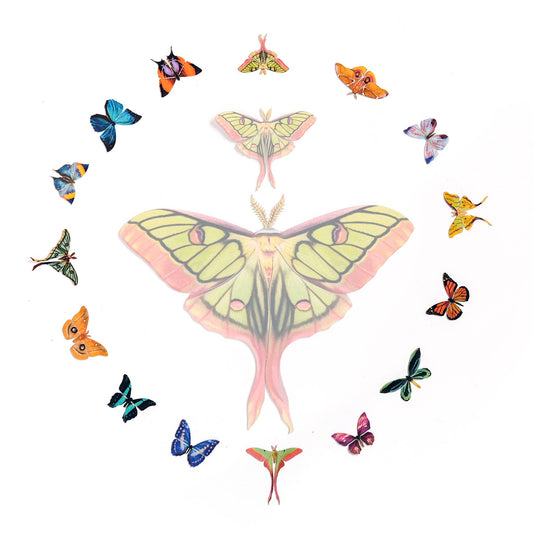 ’Tulip' Micro Moth & Butterfly Collection